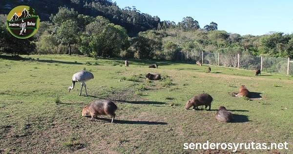 Zoológico de la estación de la Reserva de Fauna y Estación del Cría Pan de Azucar - Capibaras