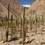 Ruta al Cañón de Cotahuasi - Arequipa