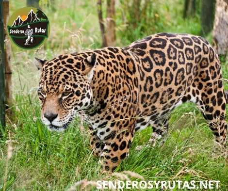 jaguar - Los 5 grandes de América Latina