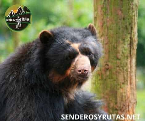 oso andino - Los 5 grandes de América Latina