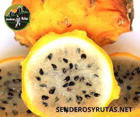 frutas de colombia - Pitahaya - Hylocereus