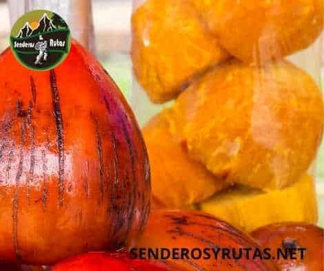 frutas de colombia - Chontaduro - Bactris gasipaes