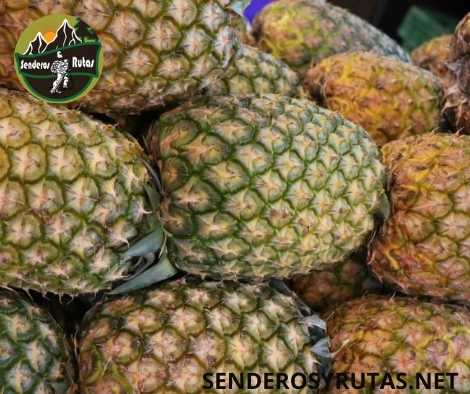 frutas de colombia - Piña - Ananas comosus
