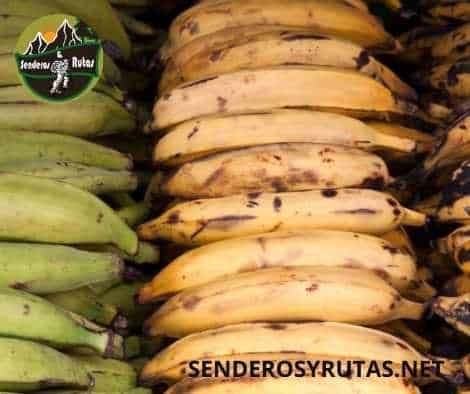 frutas de colombia -Plátano - Musa Balbisiana