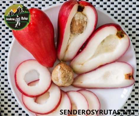 frutas de colombia - Pomarrosa - Syzygium jambos