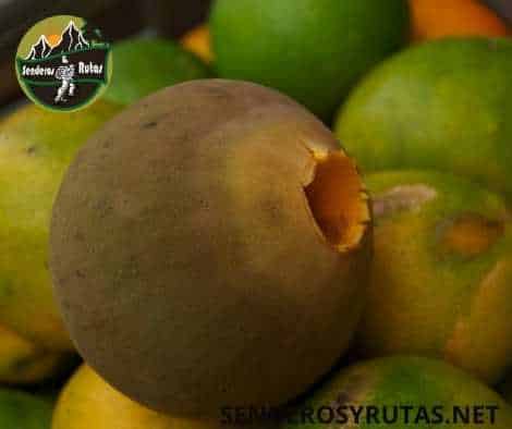 frutas de colombia - Zapote - Quararibea cordata
