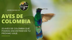 20 aves de Colombia que podrás encontrar en tu Próximo viaje