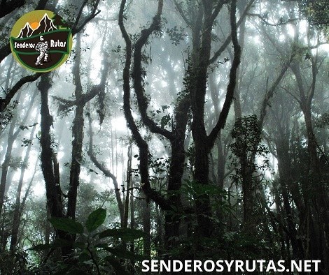 viajar a ecuador: bosque nuboso