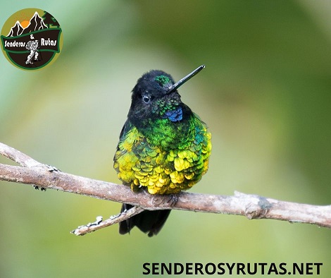aves de colombia: El colibrí del sol