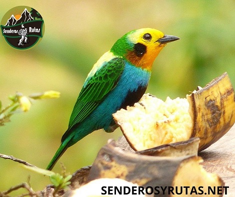aves de Colombia: Tángara multicolor