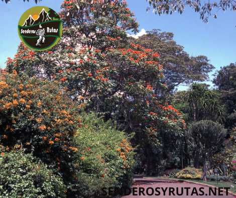 Trekking en Kenia: Nairobi Arboretum